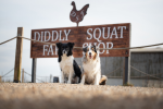Diddly Squat Farm Shop