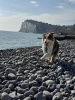 Dover