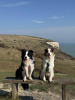 Dover