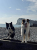 Dover