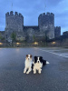 Conwy