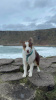 Giant's Causeway