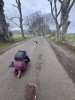 Dark Hedges
