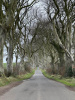 Dark Hedges