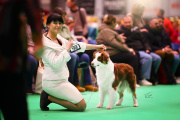 Crufts show 2026 