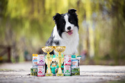 #1 DOG OF THE YEAR BCCCZ shows and canicross